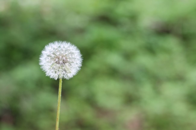 Dandelion 1112399 1920