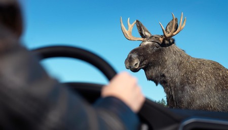 Volvo XC60 Moose Test