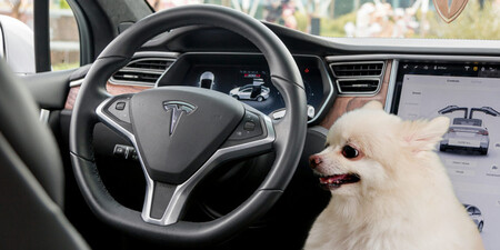 PERROCOCHE4