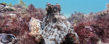 Octlantis, la ciudad subactuática de pulpos recién descubierta