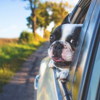 10 consejos para viajar en coche con tus mascotas esta Semana Santa