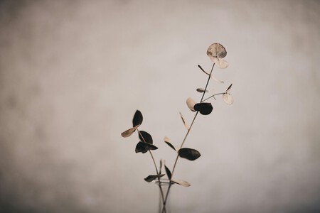 Pexels Lisettkruusimae 10767708