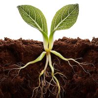 La ciencia finalmente descubre qué hace que las plantas crezcan más rápido y más fuertes 