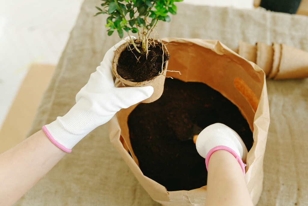 Estos bonitos árboles crecen muy rápido y son perfectos para jardines pequeños 