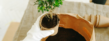 Estos bonitos árboles crecen muy rápido y son perfectos para jardines pequeños 
