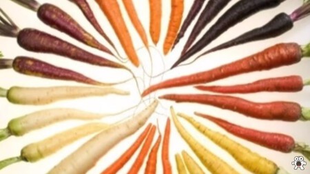 cenouras de cores diferentes