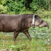 Uma família plantou 840 mil árvores no Rio de Janeiro e, 25 anos depois, trouxe de volta um animal extinto há um século 