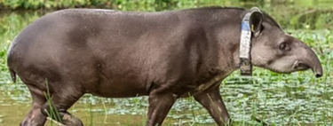 Uma família plantou 840 mil árvores no Rio de Janeiro e, 25 anos depois, trouxe de volta um animal extinto há um século 