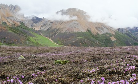 La flora alpina más antigua del mundo se descbre en China