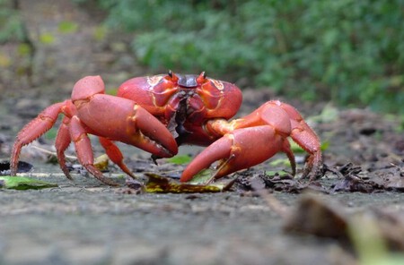 A Ilha Christmas tem 1.500 habitantes e 120 milhões de caranguejos. O Google acredita que seja o local ideal para instalar um novo cabo submarino.