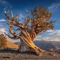 Prometeu: a árvore de quase 5 mil anos era a mais antiga do mundo – até ser derrubada pelo machado de um cientista 