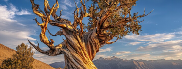 Prometeu: a árvore de quase 5 mil anos era a mais antiga do mundo – até ser derrubada pelo machado de um cientista 