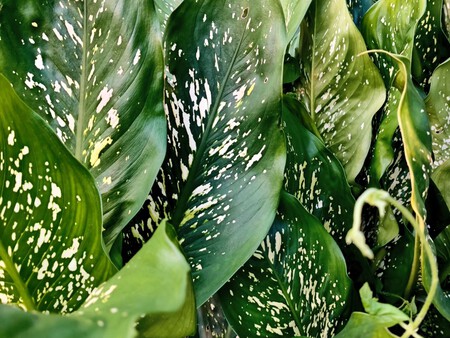 Hongos Plantas