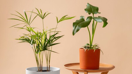 Plantas Tropicales
