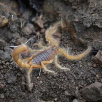 Estos son los lugares donde hacen nido los alacranes: cómo encontrarlos en casa 