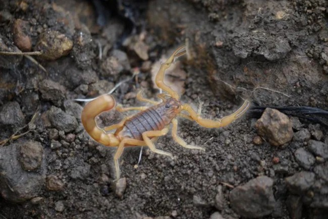 Escondites De Alacranes En Casa