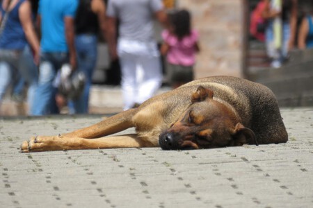 Que Hacer Perro Abandonado 1