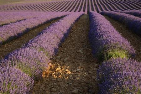 Campos De Lavanda 1082014