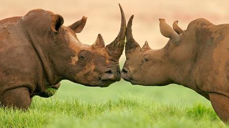 Nashorn, combina el poder de Java y Javascript en la JDK 8