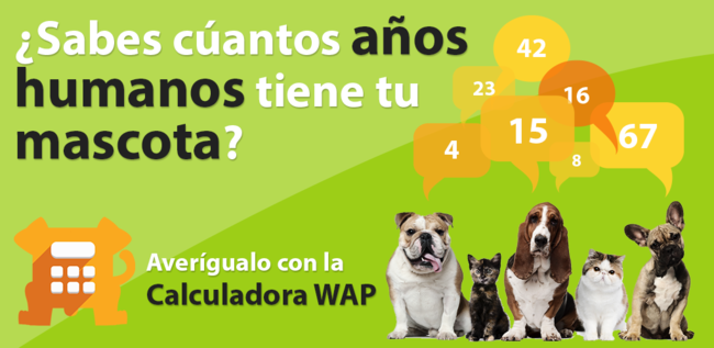 Wap