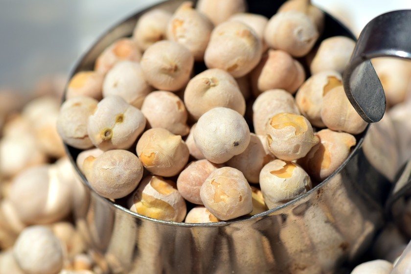 beneficios del garbanzo una opción sin gluten te decimos como cultivarlo en casa