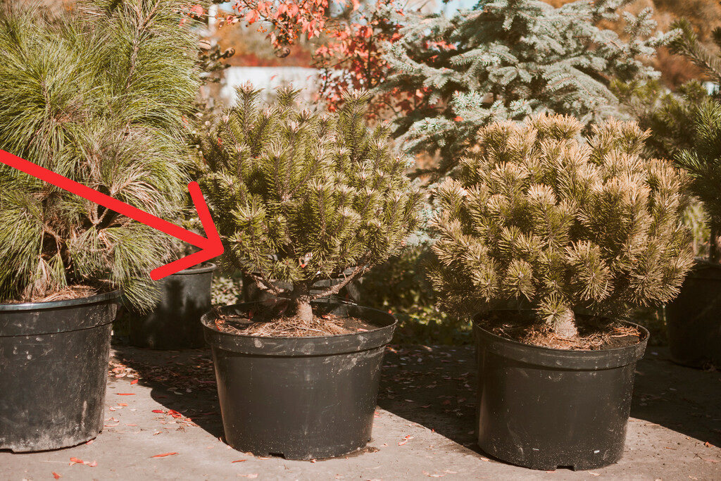 Qué hacer con tu árbol de Navidad natural después de usarlo: sembrarlo o no . Noticias en tiempo real