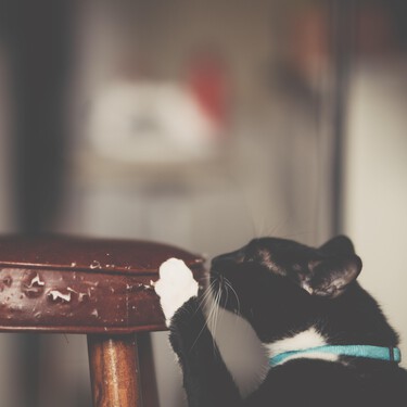 Estos Reyes tu gato también necesitará rascar cosas. Mejor que sea uno de estos rascadores