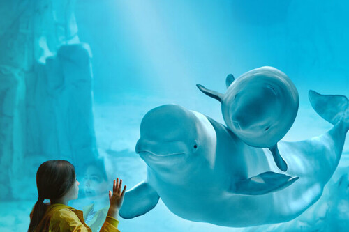 Los 11 mejores acuarios en España para visitar con niños