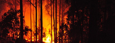 En 1950 Portugal plantó un árbol australiano para estabilizar sus suelos. Sin saberlo, multiplicó la forma en que se propagan los incendios