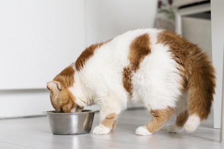 Gato