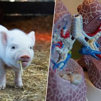 El primer ser humano con un pulmón de cerdo ya existe: es el inicio de una gran revolución en los trasplantes 