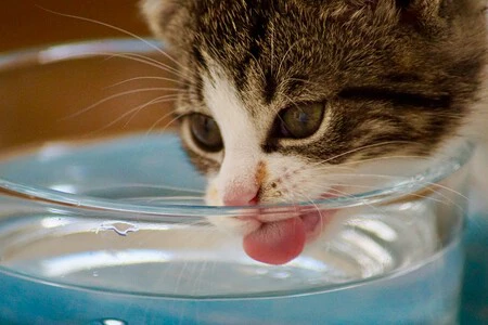 Neus Candela Veterinaria El Pienso Seco De Los Gatos Apenas Contiene Humedad Asi Que Aunque El Animal Beba De Su Cuenco Con Regularidad Esa Cantidad De Agua Puede Quedarse Corta