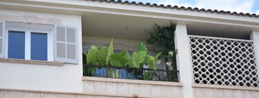 Acaban de llegar a Lidl tres plantas con flor a precio low cost: son bonitas, resistentes y baratas