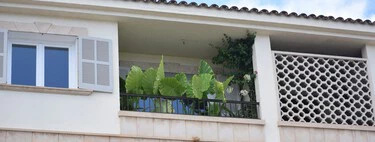 Acaban de llegar a Lidl tres plantas con flor a precio low cost: son bonitas, resistentes y baratas