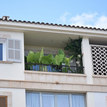 Acaban de llegar a Lidl tres plantas con flor a precio low cost: son bonitas, resistentes y baratas