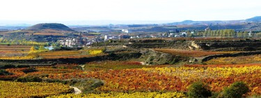 La Unión Europea está pagando a La Rioja para que haga lo único que puede salvar al vino español: arrancar viñas