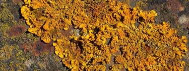Segredo da China no seu quintal: cientistas revelam que seu solo pode esconder uma fortuna em terras raras e este líquen laranja é a grande pista 