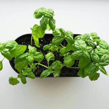Por qué se mueren siempre en casa las plantas aromáticas del supermercado, aunque vengan en maceta. Y el truco para salvarlas 