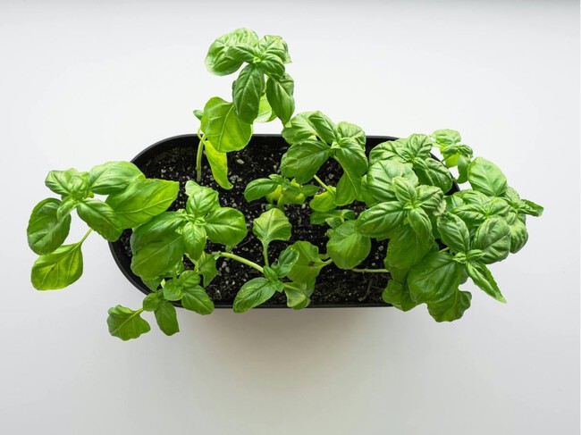 Albahaca2