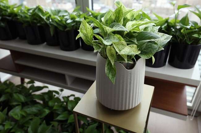 Plantas