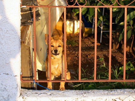 Comportamiento territorial y agresión en fincas con perros
