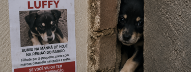 Eles procuraram o filhote de cachorro desaparecido por todo o bairro: até que um choro abafado revelou que o animal estava no lugar mais improvável possível 