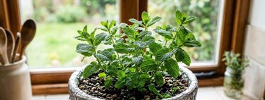 Para qué sirve colocar papel de aluminio sobre las macetas de las plantas y cómo hacerlo