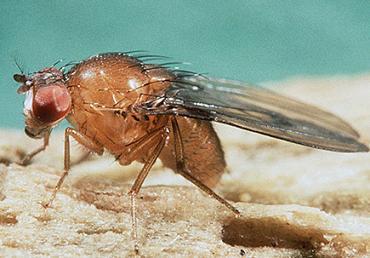 Comparativa genética de 12 genomas de Drosophila, adentrándose en los caminos de la evolución