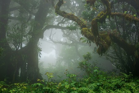 Bosque de Fanal, en Madeira