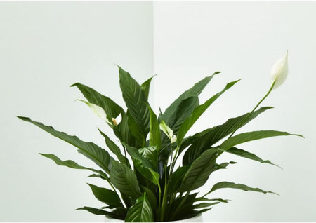 Verdecora Planta Spathiphyllum