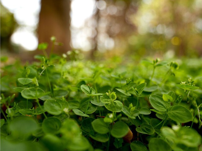 Dichondra Plantas