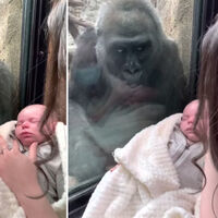 El vídeo viral que muestra el emotivo gesto de una mamá gorila al ver un bebé a través del cristal del zoo 