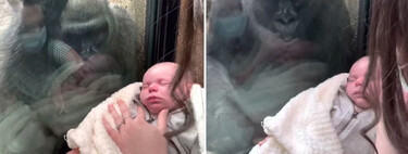 El vídeo viral que muestra el emotivo gesto de una mamá gorila al ver un bebé a través del cristal del zoo 