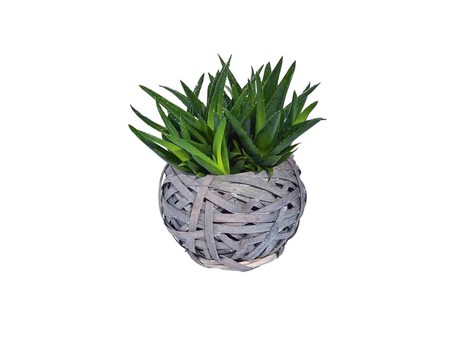 Mini Suculentas Zoom